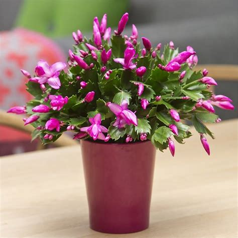 Christmas Cactus Zygocactus Assorted Colors Live Plant - Etsy