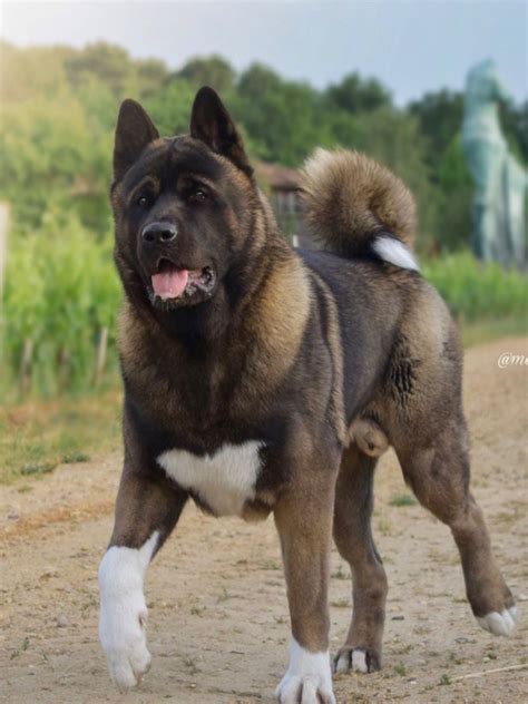 Pin by 成志 前田 on 秋田犬 | Akita dog, American akita dog, Dog breeds