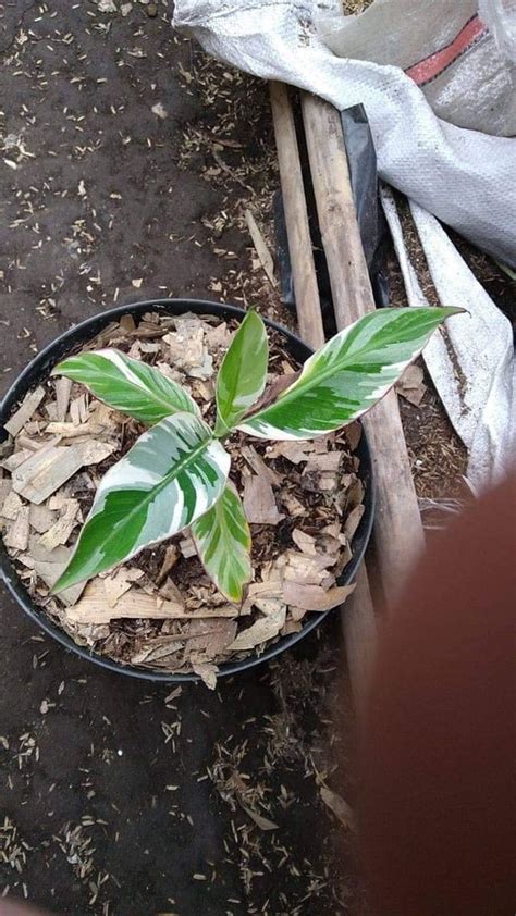 Banana Variegata musa aeae variegated | Etsy