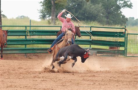 Clay O'Brien Cooper's Favorite Horses