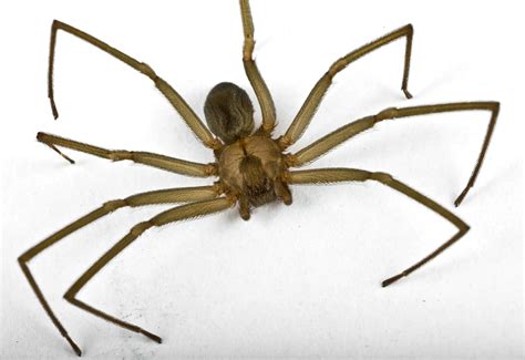 Poisonous Spiders in NY | Exterminators Serving Albany to Plattsburgh