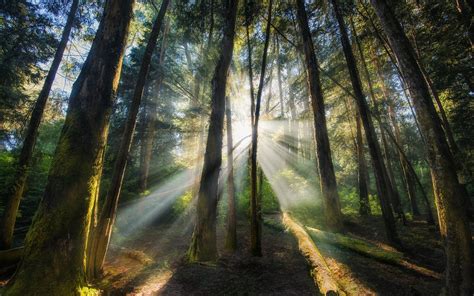 nature, Landscape, Mist, Sunrise, Forest, Morning, Sun Rays, Trees ...