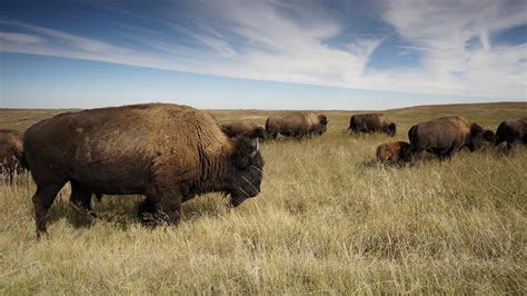 Free Images - bison buffalo herd american 1