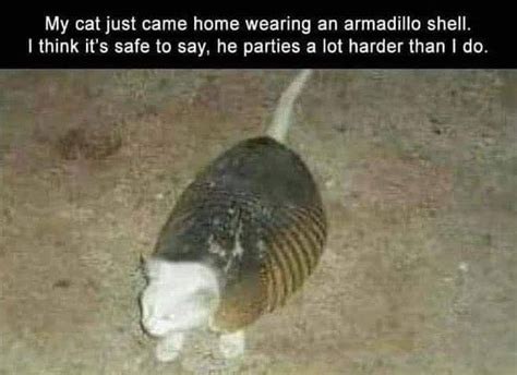 armadillo pictures and jokes / funny pictures & best jokes: comics ...