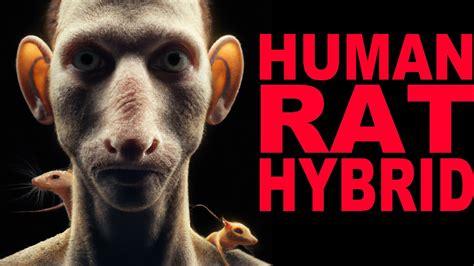 HUMAN RAT HYBRIDS! Stanford Laboratory Rat Human Brain Hybridization ...