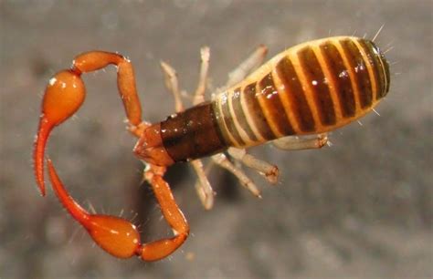 Pseudoscorpion - Alchetron, The Free Social Encyclopedia