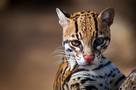 Belize Big Cats List - Five Beautiful Species