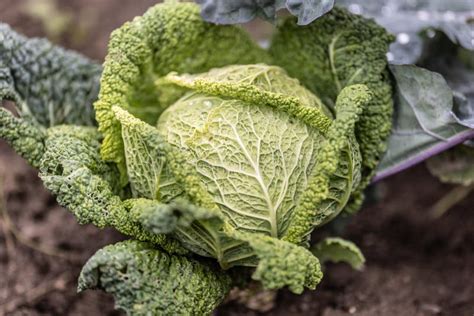 Green Head of Kale Ready To Be Harvested in Fall Stock Photo - Image of ...