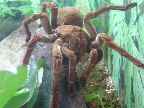 Goliath Bird Eating Spider! Scary Birds