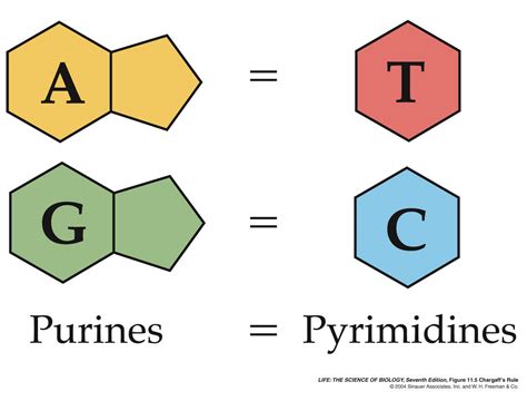 The DNA: Chargaff's rule of DNA composition