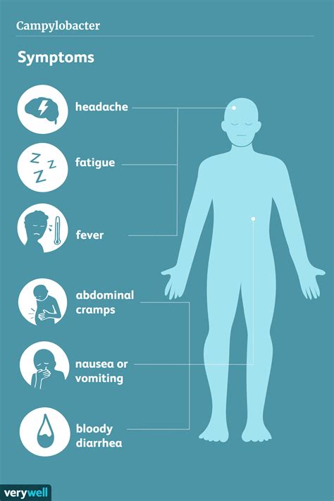 Causes and Symptoms of Campylobacter