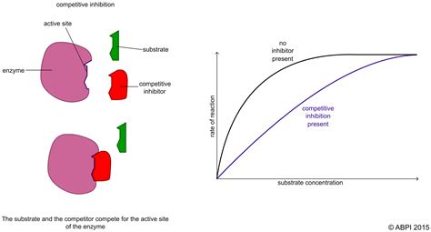 Allosteric Enzyme Plot