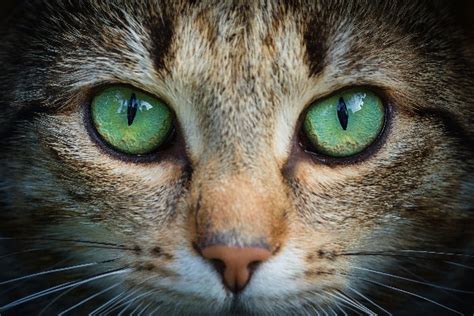 What Is Keratitis in Cats? Diagnosis and Treatment