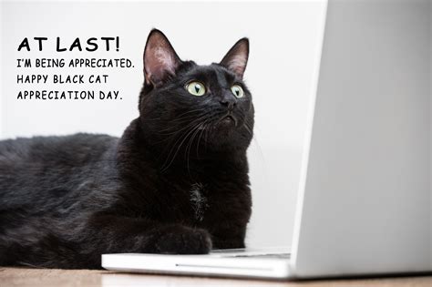 Happy Black Cat Appreciation Day. | Best cat memes, Black cat ...