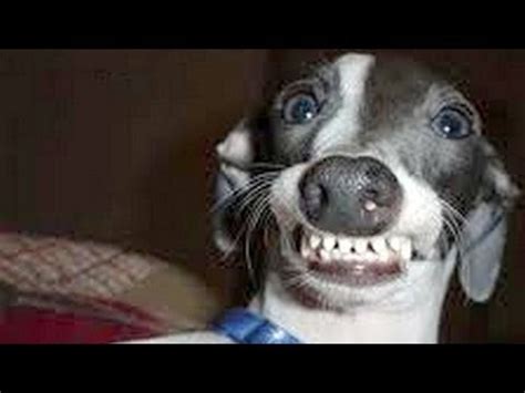 Dogs making funny faces - Funny and cute dog compilation | ADEW Pets Centre