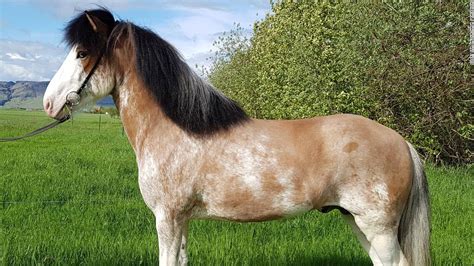 Iceland: New coat color found in Icelandic horse - CNN