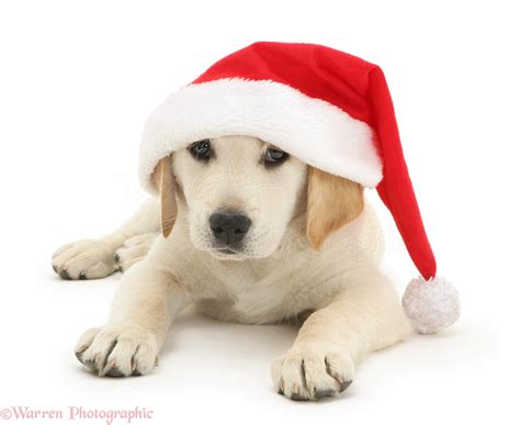 Dog: Golden Retriever pup wearing a Santa hat photo WP20054