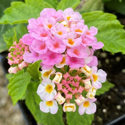 Buy Pink Lantana Flowers Plant Online.