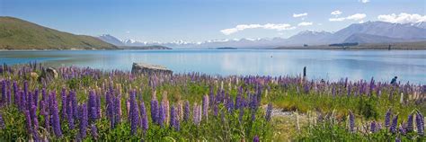 Visit Lake Tekapo on a trip to New Zealand | Audley Travel