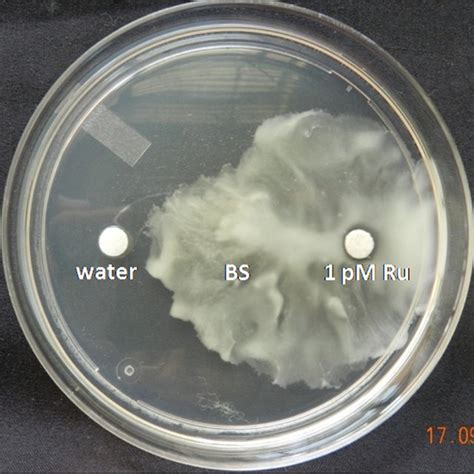 Morphology of biofilm formed examined by light microscopy. Bacterial ...