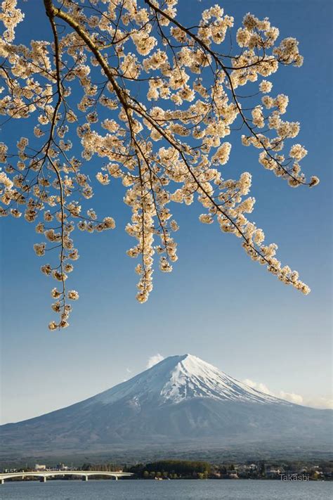 The Holiday and Travel Magazine: Cherry Blossoms at Mt Fuji