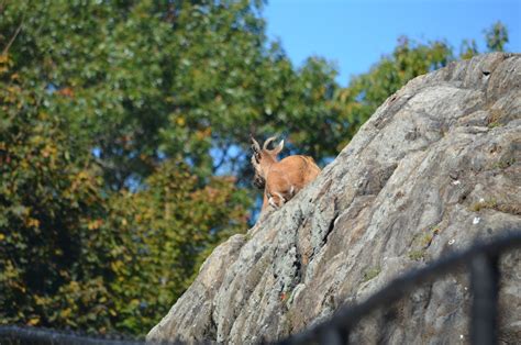 Markhor Habitat - ZooChat