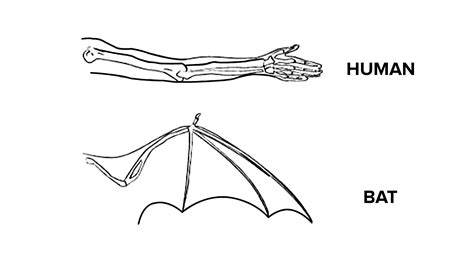 Bat Wing Anatomy