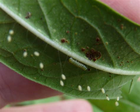 MOSI Outside: Milkweed Guests: Eggs vs. Aphids