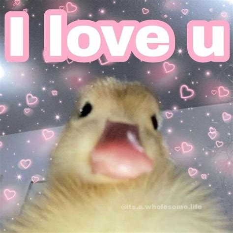 Wholesome Duck Memes | Duck memes, Duck pictures, Funny duck