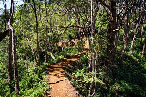 The Aiea Loop Trail On Oahu, Hawaii: Complete Guide