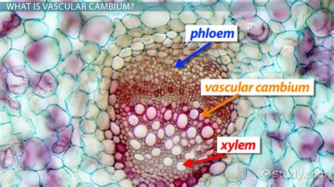 Vascular Cambium: Function & Definition - Video & Lesson Transcript ...