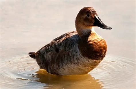 Canvasback - Description, Habitat, Image, Diet, and Interesting Facts