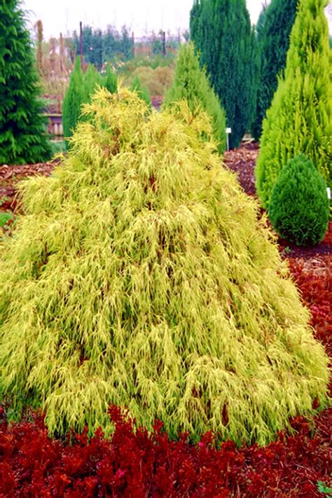 Buy Gold Mop Threadleaf Cypress Plants - FREE SHIPPING - 3 Gallon Size ...