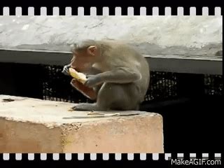 animalseatingbananas | Animal eating, Monkey food, Eating bananas