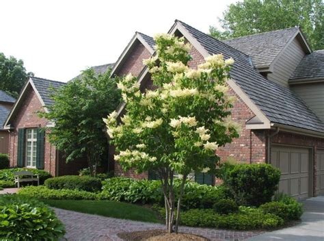 The 10 Most Beautiful Ornamental Trees For Your Yard - The HomeSource ...