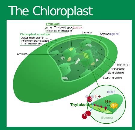 Thylakoid Membrane Photosynthesis