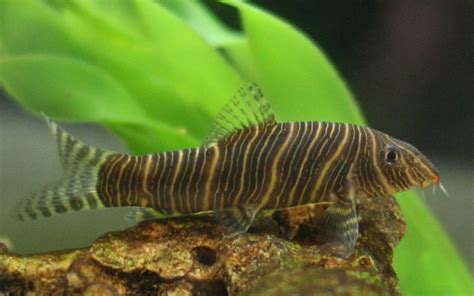 Loaches – Beautiful Bottom Feeders