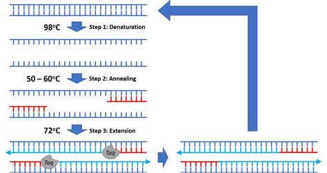 Steps and procedure of polymerase chain reaction (PCR) - Overall Science