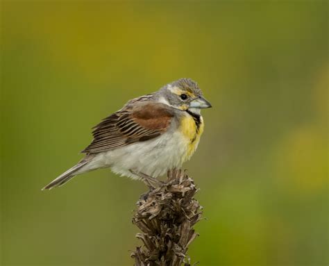 Dickcissel | Nature Photographer | Bird Song