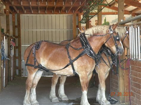 New Belgian Drafts harnessed and ready. | Pony breeds, Horses, Breeds