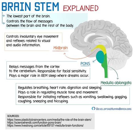 brainstem explained | Brain anatomy and function, Brain structure ...