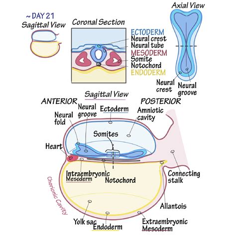 Embryology Glossary: Embryonic folding | Draw It to Know It