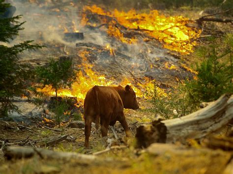 What Do Wild Animals Do in Wildfires? https://news.nationalgeographic ...