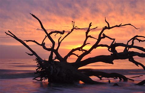 Sunrise at Driftwood Beach 6.1 Photograph by Bruce Gourley - Fine Art ...