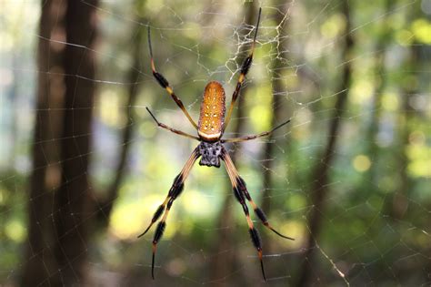 Garden Orb Web Spider | Fasci Garden