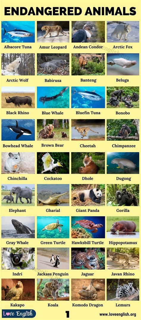 Endangered Animals: Top 90 Most Endangered Species in the World - Love ...