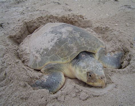 7. Nesting Kemp's ridley sea turtle (from NOAA 2011). | Download ...