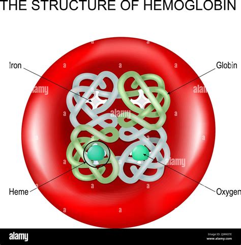 Structure of hemoglobin into a Red blood cell. haemoglobin molecule ...