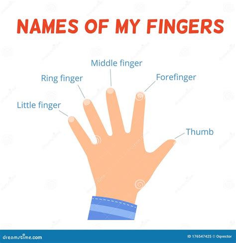 The Names of the Fingers on the Hand. the Study of Body Parts for ...