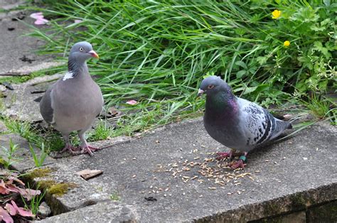 rambles with a camera: A lovely encounter with............. a Homing Pigeon